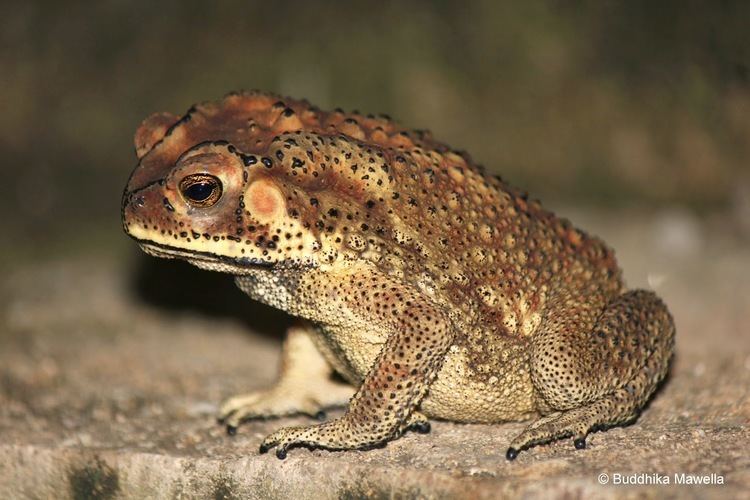 Duttaphrynus Lanka Nature Summary Asian common toad Duttaphrynus melanostictus