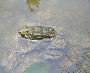 Duttaphrynus himalayanus httpsuploadwikimediaorgwikipediacommonsthu