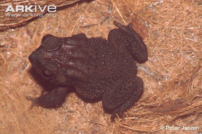 Duttaphrynus kotagamai Kotagama39s dwarf toad videos photos and facts Bufo kotagamai ARKive