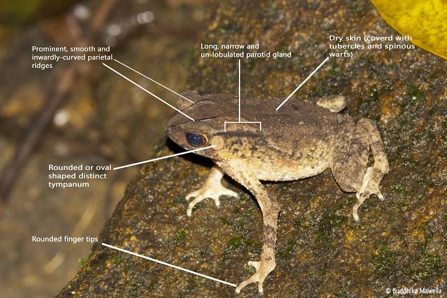 Duttaphrynus kotagamai Lanka Nature Summary Kotagama39s toad Duttaphrynus kotagamai