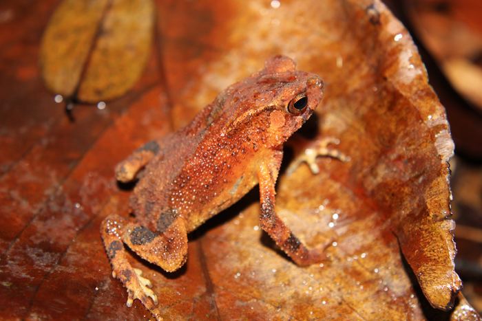 Duttaphrynus kotagamai CalPhotos Duttaphrynus kotagamai Kotagama39s Toad