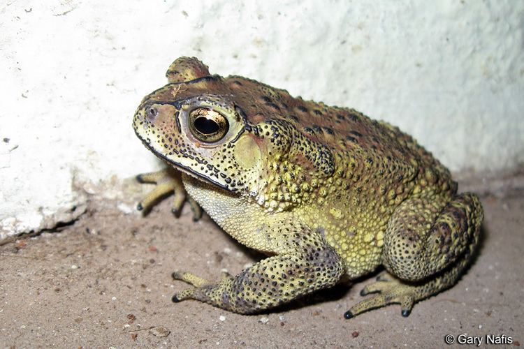 Duttaphrynus melanostictus Duttaphrynus Bufo melanostictus Common Indian Toad