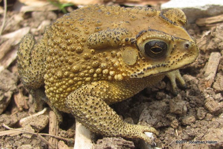 Duttaphrynus melanostictus Common Indian Toad Reptiles and Amphibians of Bangkok