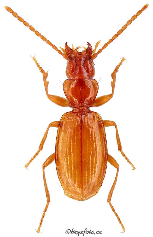 Duvalius Genus Duvalius Delarouzee 1859 65 Carabidae