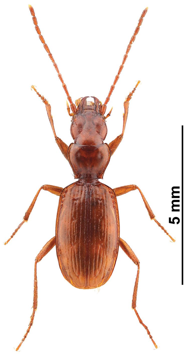 Duvalius Genus Duvalius Delarouzee 1859 65 Carabidae
