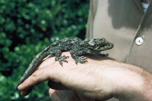 Duvaucel's gecko Duvaucel39s gecko Lizards Te Ara Encyclopedia of New Zealand