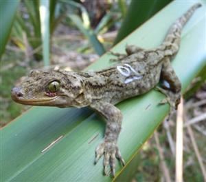 Duvaucel's gecko Duvaucels gecko Tiritiri Matangi project