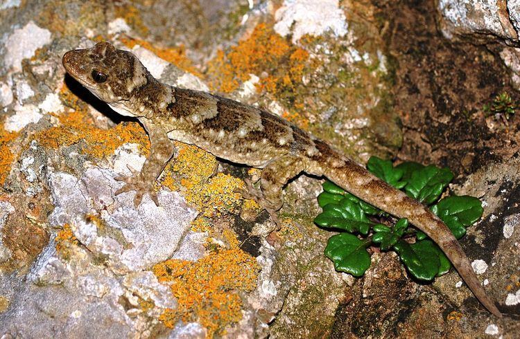 Duvaucel's gecko Duvaucel39s gecko Wikipedia