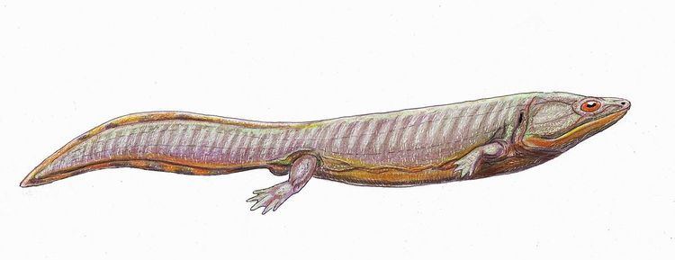 Dvinosauroidea