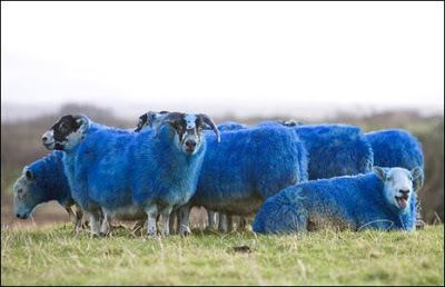 Dwarf blue sheep Rare Resources Dwarf Blue Sheep