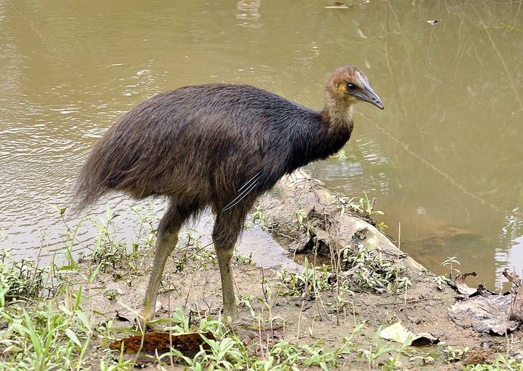 Dwarf cassowary Dwarf Cassowary