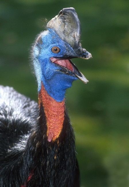 Dwarf cassowary Casuarius bennetti Dwarf cassowary