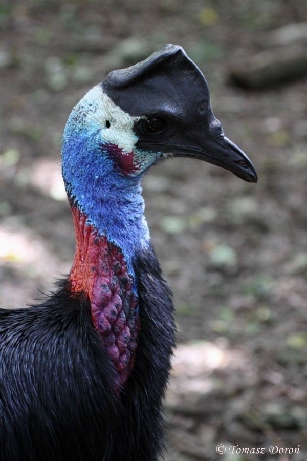 Dwarf cassowary DWARF CASSOWARY Casuarius bennetti Central Papua New Guinea