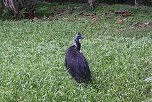 Dwarf cassowary httpsuploadwikimediaorgwikipediacommonsthu