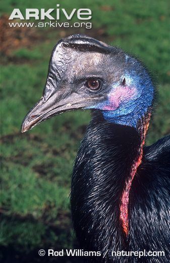 Dwarf cassowary Dwarf Cassowary Casuarius bennetti