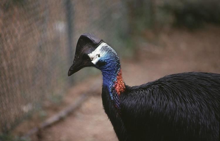 Dwarf cassowary Dwarf Cassowary Casuarius bennetti videos photos and sound