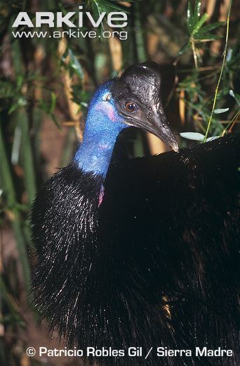 Dwarf cassowary Dwarf cassowary videos photos and facts Casuarius bennetti ARKive