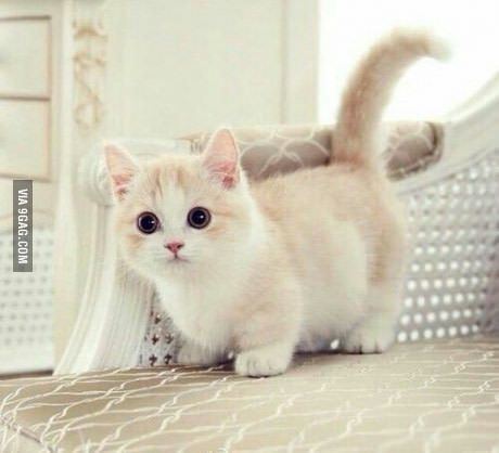 Dwarf cat httpssmediacacheak0pinimgcom736x3c90c2