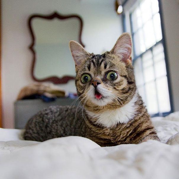 Dwarf cat World39s Cutest Dwarf Kitten Becomes Internet Sensation Hangs Out
