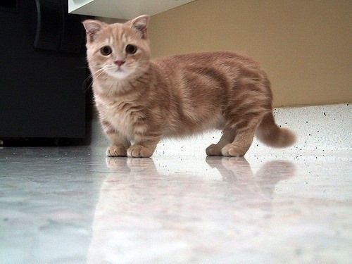 Dwarf cat Dwarf cat Cats Pinterest Cats Dwarf cat and So cute