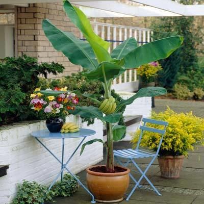 Dwarf Cavendish banana Dwarf Cavendish Banana for Sale Brighter Blooms Nursery