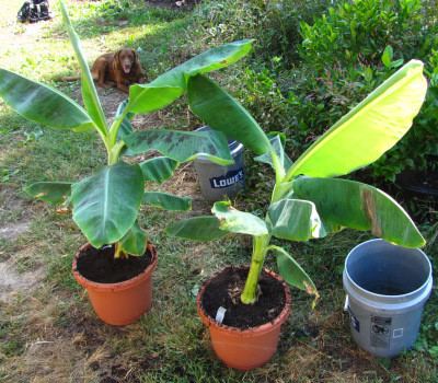 Dwarf Cavendish banana Dwarf Cavendish banana cultivation