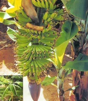 Dwarf Cavendish banana DwarfCavendish