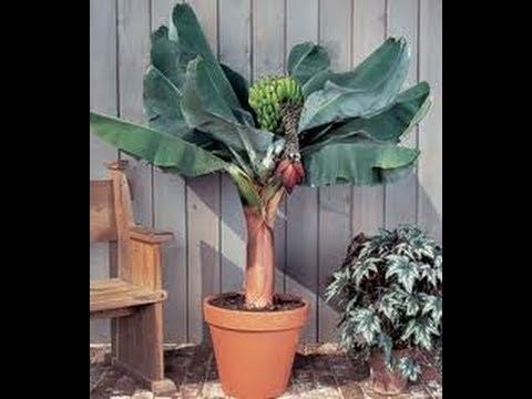 Dwarf Cavendish banana Super Dwarf Cavendish Banana Plants YouTube