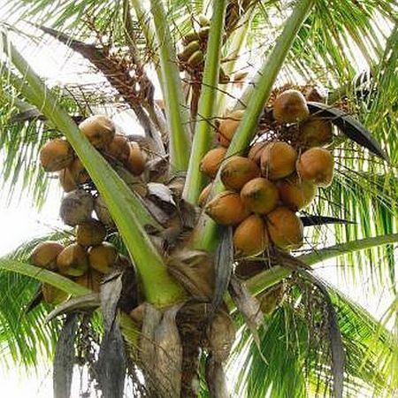 Dwarf Coconut Alchetron The Free Social Encyclopedia