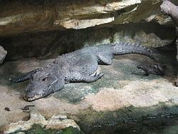 Dwarf crocodile httpsuploadwikimediaorgwikipediacommonsthu