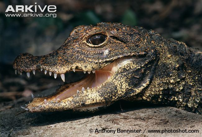 Dwarf crocodile Dwarf crocodile videos photos and facts Osteolaemus tetraspis