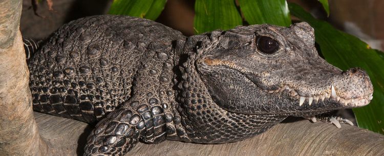 Dwarf crocodile West African Dwarf Crocodile Tennessee Aquarium