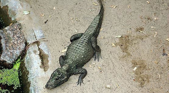 Dwarf crocodile Dwarf Crocodile an Endangered Species