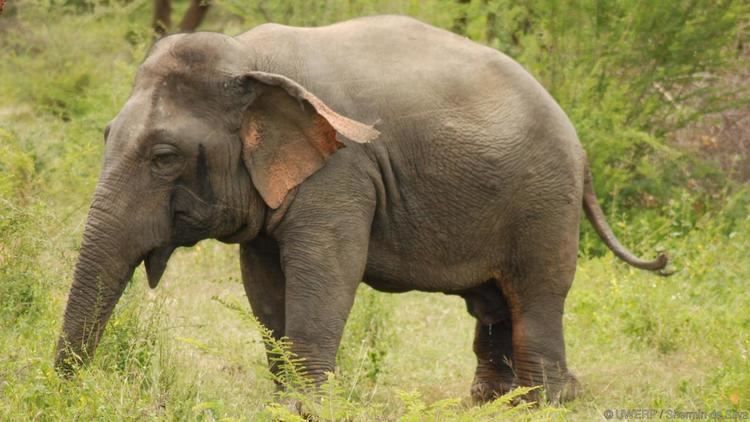 Dwarf elephant BBC Earth Dwarf elephant beats up big rival