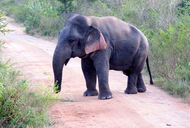 Dwarf elephant A Dwarf Elephant With Outsized Attitude WBUR39s The Wild Life