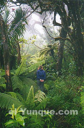 Dwarf forest photos of the El Yunque Rainforest National Park in Puerto Rico US