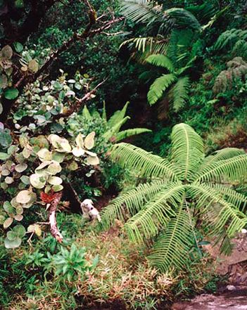 Dwarf forest photos of the El Yunque Rainforest National Park in Puerto Rico US