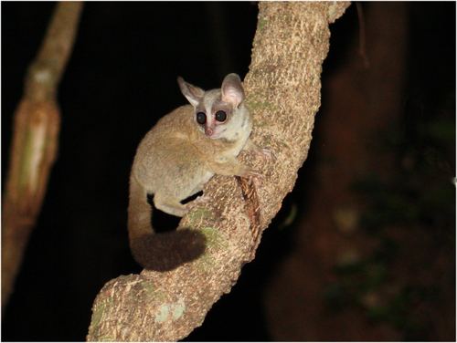 Dwarf galago Galagoides observed by ulfboge on August 16 2009 iNaturalistorg