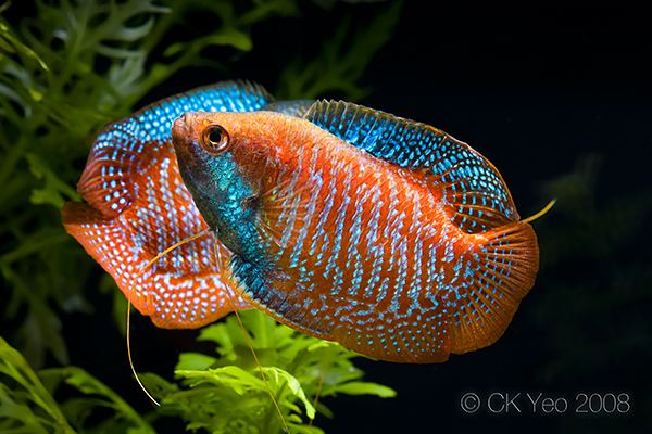 Dwarf gourami wwwseriouslyfishcomwpcontentuploads201203C