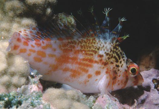 Dwarf hawkfish Dwarf Hawkfish Cirrhitichthys falco Randall 1963 Australian Museum