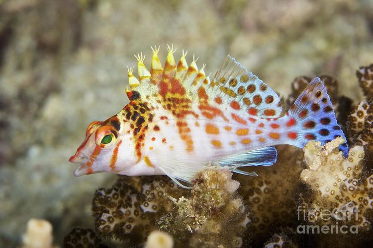 Dwarf hawkfish Dwarf Hawkfish Papua New Guinea Photograph by Terry Moore