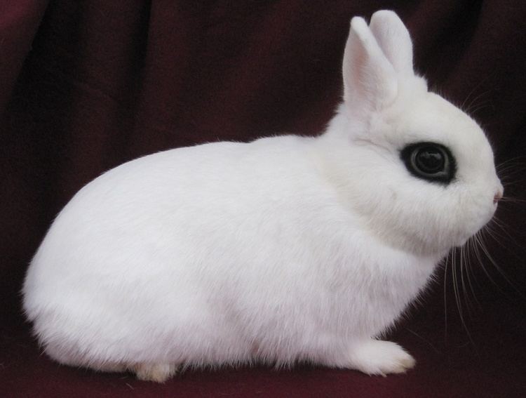 Dwarf Hotot 1000 images about Dwarf Hotot Rabbits on Pinterest Stand tall