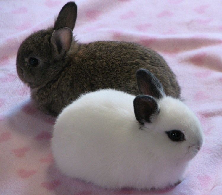 Dwarf Hotot 1000 images about Dwarf hotot on Pinterest A bunny One home and