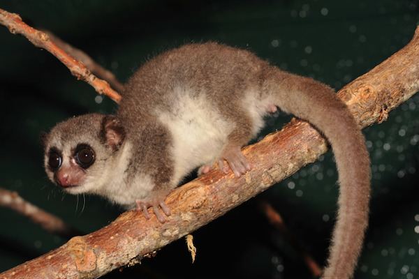 Dwarf lemur Can Humans Hibernate Ask the Dwarf Lemur Scientific American Blog