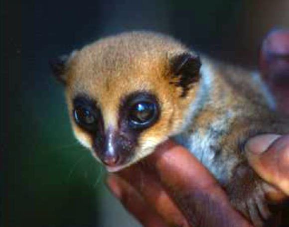 Dwarf lemur Lavasoa Dwarf Lemur New Species Found on Madagascar Biology Sci