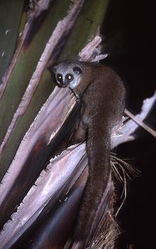 Dwarf lemur httpsuploadwikimediaorgwikipediacommonsthu