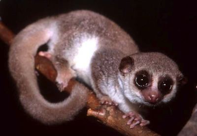 Dwarf lemur Can Humans Hibernate Ask the Dwarf Lemur Scientific American Blog