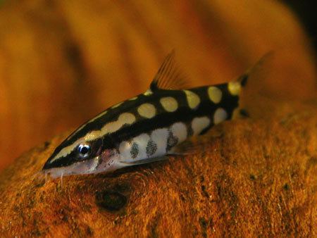 Dwarf loach Dwarf Loach Photos and Information about our favorite pets and
