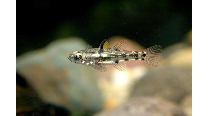 Dwarf pygmy goby Dwarf Pygmy Goby It39s More Fun in the Philippines