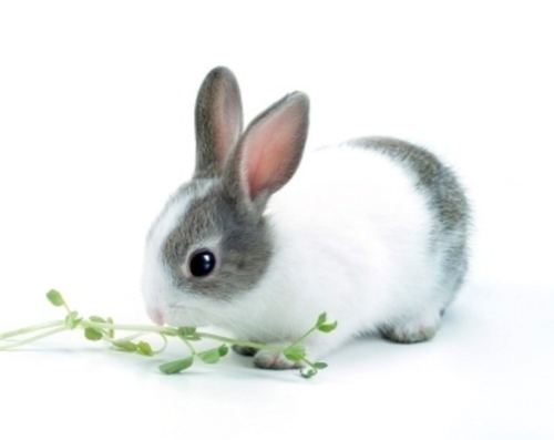 Dwarf rabbit Best Dwarf Rabbit care Dwarf Rabbit care